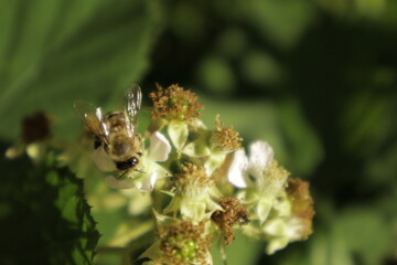 A western honeybee (Apis mellifera) feeds on nectar from a soft pink-tinged blackberry flower petal against a dreamy blurred green background