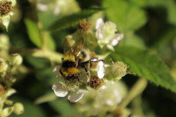 A detailed close-up of a single bumblebee collecting nectar on a soft blackberry petal, set against...