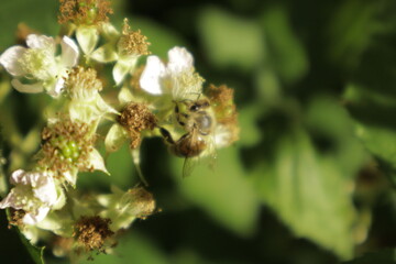 A western honeybee (Apis mellifera) feeds on nectar from a soft pink-tinged blackberry flower petal...