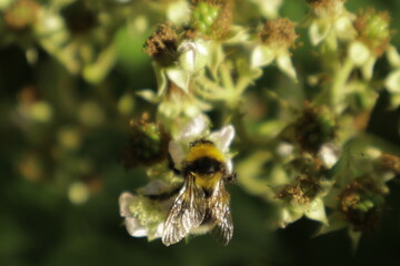 A detailed close-up of a single bumblebee collecting nectar on a soft blackberry petal, set against a blurred green dreamy background