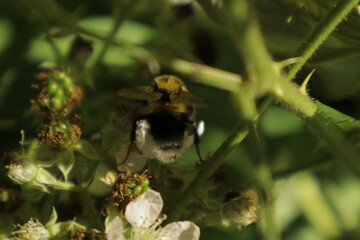 A detailed close-up of a single bumblebee collecting nectar on a soft blackberry petal, set against a blurred green dreamy background