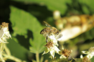 A western honeybee (Apis mellifera) feeds on nectar from a soft pink-tinged blackberry flower petal against a dreamy blurred green background