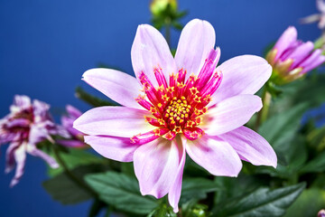 Obraz premium details of blooming dahlia flower in garden during summer