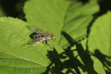 A macro close-up of a black-and-white patterned fly with red eyes perched on a green leaf, its shiny wings and sturdy legs sharply detailed. The background is slightly blurred.