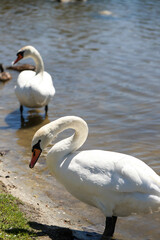 Majestic Swan Close Up Graceful Swan Elegant Close Up Portrait