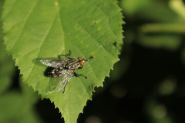 A macro close-up of a striped fly rubbing its legs together on a green leaf against a soft, blurred...