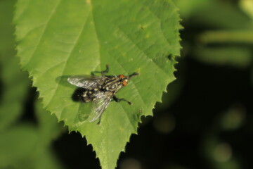 A macro close-up of a striped fly rubbing its legs together on a green leaf against a soft, blurred...