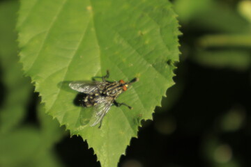 A macro close-up of a striped fly rubbing its legs together on a green leaf against a soft, blurred background, highlighting its red eyes and subtle yellow leg tips.