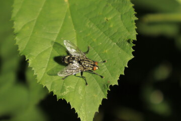 A macro close-up of a black-and-white patterned fly with red eyes perched on a green leaf, its shiny wings and sturdy legs sharply detailed. The background is slightly blurred.