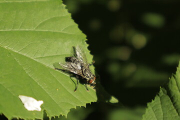 A macro close-up of a black-and-white patterned fly with red eyes perched on a green leaf, its...