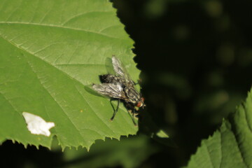 A macro close-up of a black-and-white patterned fly with red eyes perched on a green leaf, its shiny wings and sturdy legs sharply detailed. The background is slightly blurred.