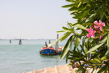 A closeup of pink oleander flowers with the serene waterfront of Adriatic sea in Murano, Italy in the blurred background. Soft focus