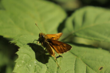 An Essex Skipper butterfly with orange wings perches on a green leaf under midday sun against a...
