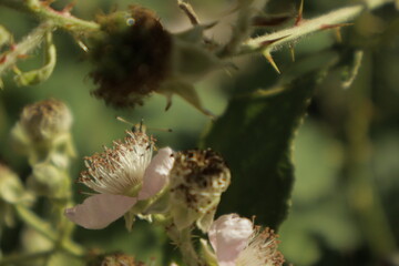 Macro of an Essex skipper butterfly shyly peeking its head and antennae over a soft pink-white...