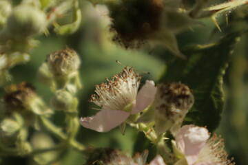 Macro of an Essex skipper butterfly shyly peeking its head and antennae over a soft pink-white...