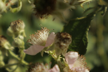 Macro of an Essex skipper butterfly shyly peeking its head and antennae over a soft pink-white...