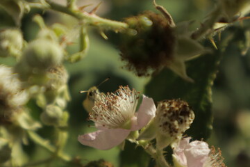 Macro of an Essex skipper butterfly shyly peeking its head and antennae over a soft pink-white...
