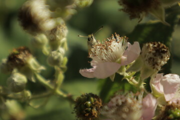 Macro of an Essex skipper butterfly shyly peeking its head and antennae over a soft pink-white...