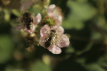 Multiple western honeybees (Apis mellifera) collect nectar on soft pink-tinged blackberry petals against a dreamy blurred green background