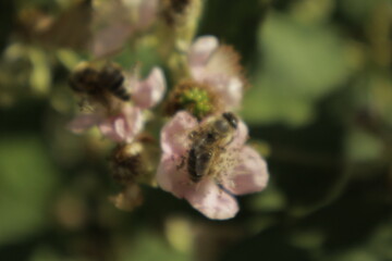 Multiple western honeybees (Apis mellifera) collect nectar on soft pink-tinged blackberry petals against a dreamy blurred green background