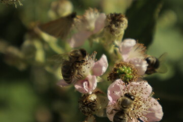 Multiple western honeybees (Apis mellifera) collect nectar on soft pink-tinged blackberry petals against a dreamy blurred green background