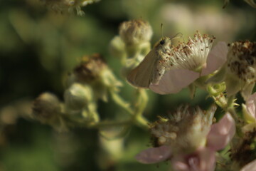 Detailed dreamy macro of an Essex skipper butterfly perched on a soft pink-white blackberry flower,...