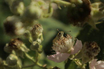 Macro of an Essex skipper butterfly shyly peeking its head and antennae over a soft pink-white...