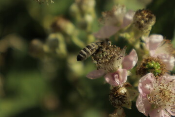 A western honeybee (Apis mellifera) feeds on nectar from a soft pink-tinged blackberry flower petal against a dreamy blurred green background