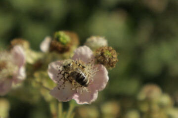 A western honeybee (Apis mellifera) feeds on nectar from a soft pink-tinged blackberry flower petal against a dreamy blurred green background