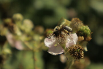 A western honeybee (Apis mellifera) feeds on nectar from a soft pink-tinged blackberry flower petal...