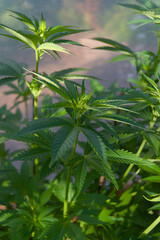 Fototapeta premium Lush green cannabis leaves unfurl under bright light, showcasing the plant's natural vitality and intricate structure. This close-up embodies organic growth and botanical detail.