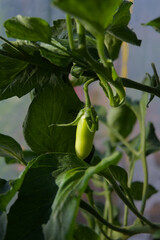 A small, vibrant green pepper dangles from its plant, promising fresh organic growth. This close-up...