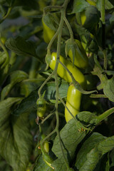 A small, vibrant green pepper dangles from its plant, promising fresh organic growth. This close-up...
