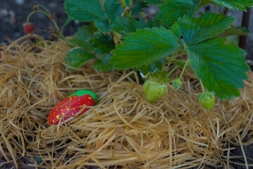 Witness the promise of summer with this close-up of ripening green strawberries nestled in...