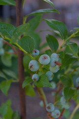 Green blueberries, still firm and developing, hang on a leafy branch, symbolizing fresh growth and...