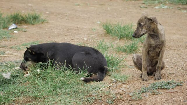 Contentious Canine Companions - A Wild Day Out in the Wild