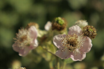 Detailed dreamy macro shots of delicate blackberry flowers, showcasing white petals with subtle pink hues against a soft, green blurred background