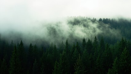 Misty Forest in the Mountains. A scenic view of a dense evergreen forest in the mountains, shrouded in mist and fog. The trees in the foreground are sharply in focus