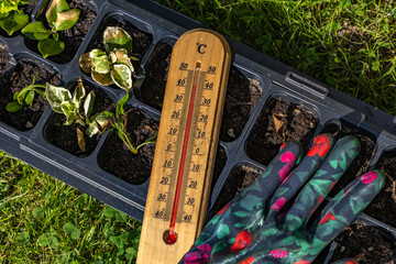 Young flower seedlings burned by high temperature, mercury thermometer shows high temperature in...