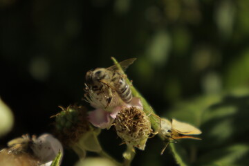 A western honeybee and an Essex skipper butterfly feed together on soft pink-tinged blackberry blossoms against a dreamy blurred green background