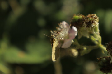 Detailed dreamy macro of an Essex skipper butterfly perched on a soft pink-white blackberry flower, feeding on nectar against an increasingly blurry background