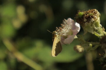Detailed dreamy macro of an Essex skipper butterfly perched on a soft pink-white blackberry flower, feeding on nectar against an increasingly blurry background