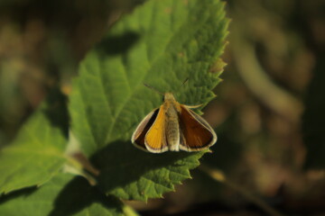 An Essex Skipper butterfly with orange wings perches on a green leaf under midday sun against a...