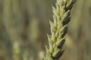 harp macro view of green-tinged wheat grain heads on a stalk, set against a softly blurred backdrop...