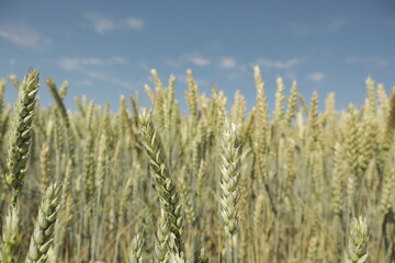 Detailed view of almost-ripe wheat grain heads in a field, yellow-green and sunlit, with softly...