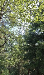 Sunlit Alaska Forest Canopy with Lush Green Foliage and Evergreen Trees