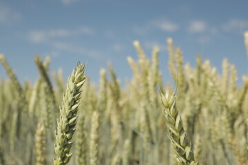 Detailed view of almost-ripe wheat grain heads in a field, yellow-green and sunlit, with softly...