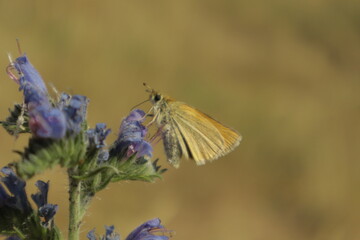A vibrant dreamy detailed close-up shot of a skipper butterfly perched on a purple Viper’s...
