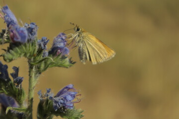 A vibrant dreamy detailed close-up shot of a skipper butterfly perched on a purple Viper’s Bugloss flower, feeding amid a soft,  blurred background