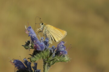 A vibrant dreamy detailed close-up shot of a skipper butterfly perched on a purple Viper’s...